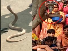 Viral News : कर्नाटकात 'या' नागराजाची चर्चा, 'हे' आहे कारण