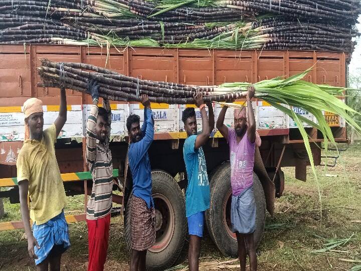 கரும்புகளை வெட்டி வெளியூருக்கு லாரியில் அனுப்பும் இளைஞர்கள்.