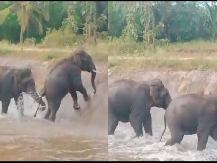 Karnataka Video of Elephants struggling to get pass water canal goes viral Watch Video: நீர் தேக்கத்தை கடக்க முயலும் யானைக் கூட்டம் - வைரல் வீடியோ!