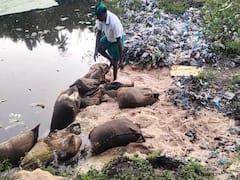 மயிலாடுதுறையில் 3ஆவது முறையாக மூட்டை மூட்டையாக குளத்தில் கொட்டப்பட்ட ரேஷன் அரிசி