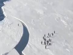 Watch: मौत के मुंह से वापस आया पेंगुइन, वीडियो देखकर दंग रह जाएंगे आप....