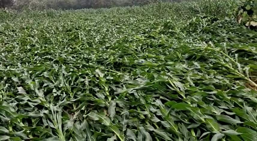 crop collapsed with rains in jagtial District Rain: అకాల వర్షాలతో రైతన్న కుదేలు.. చేతికొచ్చిన పంట దెబ్బతిందని దిగులు..