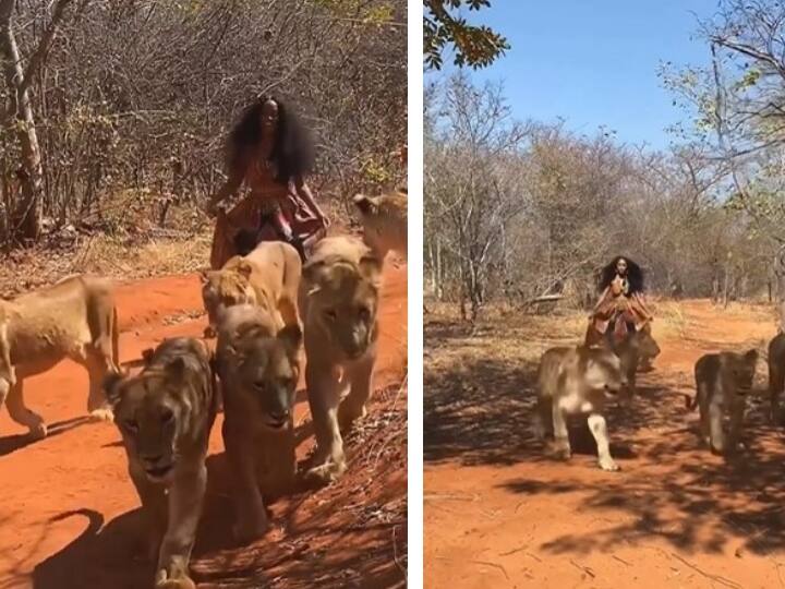 Watch: 6 शेरनियों के बीच बेखौफ मस्ती करती रही लड़की, देखकर लोग बोल रहे- 'ये लड़की नहीं, खुद शेर है' Girl Playing with 6 Lioness without any fear, people shocked after seeing this video Watch: 6 शेरनियों के बीच बेखौफ मस्ती करती रही लड़की, देखकर लोग बोल रहे- 'ये लड़की नहीं, खुद शेर है'