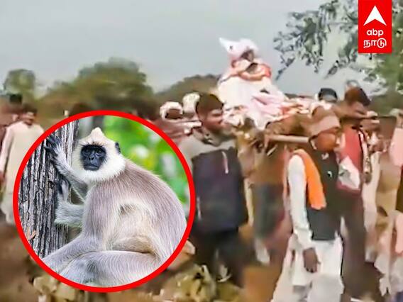 Madhya Pradesh: குரங்குக்கு இறுதிச் சடங்கு..1500 பேருக்கு விருந்து..கடுப்பில் போலீஸ்