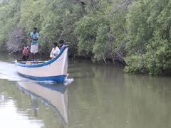 முத்துப்பேட்டை அலையாத்திகாடுக்கு சுற்றுலா செல்ல தடை; வனத்துறை உத்தரவு!