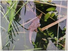 Trending News: चिड़ियाघर में दिखाई दिया 'रहस्यमय जीव', अधिकारियों के उड़े होश