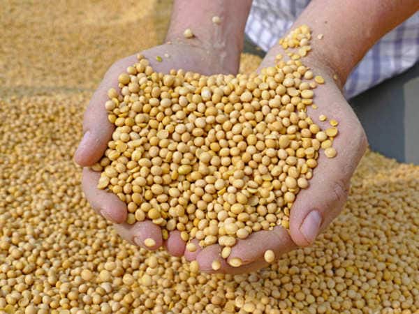 know the right technique of soyabean cultivation in kharif season Kharif Crop season: सोयाबीन की खेती से बरसेगा पैसा ही पैसा, इस तकनीक से करें खेती