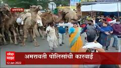 Amravati : कत्तलीसाठी नेण्यात येणारे 58 उंट ताब्यात, अमरावती पोलिसांची कारवाई : ABP Majha