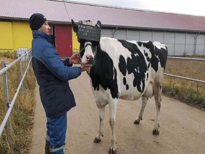 Farmer uses VR glasses to emotionally boost his cow and make extra money Trending News: किसान ने गायों को दूध देने की क्षमता बढ़ाने के लिए पहनाया करिश्माई चश्मा, हुआ मालामाल