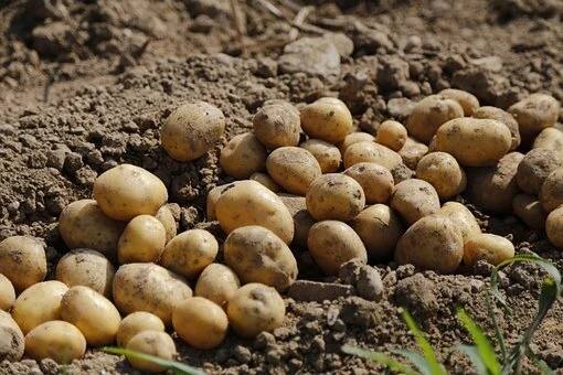 East Burdwan News: Due to untimely rains and unfavorable weather, farmers are fearing loss in potato cultivation East Burdwan News: অকাল বর্ষণের জের, আলু চাষে ক্ষতির আশঙ্কা কৃষকদের