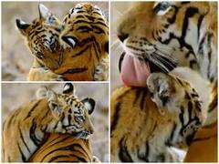 Watch: घने जंगल के बीच अपनी मां से लिपटा नजर आया शावक, वीडियो देख पिघल जाएगा दिल 