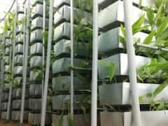 Vertical Farming: రైతులకు గుడ్ న్యూస్.. వ్యవసాయంలో ఈ టెక్నిక్ ఉపయోగించి.. ఏడాదికి 2.5 కోట్లు సంపాదించొచ్చు 