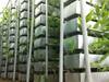 Vertical Farming: రైతులకు గుడ్ న్యూస్.. వ్యవసాయంలో ఈ టెక్నిక్ ఉపయోగించి.. ఏడాదికి 2.5 కోట్లు సంపాదించొచ్చు 