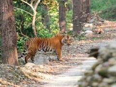 राजस्थान में बाघों की ओवर क्राउडिंग की समस्या होगी खत्म, चौथे टाइगर रिजर्व का रास्ता हुआ साफ