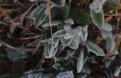 Cold Weather : राज्यात हुडहुडी, महाबळेश्वरमध्ये शून्य अंश सेल्सिअस तापमानाची नोंद