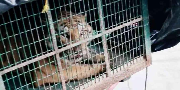 South 24 Paraganas tiger captured after 24 Hours chase at Gosaba Gosaba Tiger: ২৪ ঘণ্টা পর আজ ভোরে ধরা পড়ল গোসাবার বাঘ