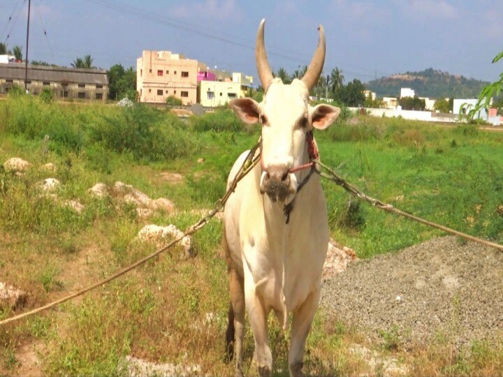 pongal 2022 | திருநங்கைகள் எல்லா துறைகளிலும் இருக்க வேண்டும் -  ஜல்லிக்கட்டு காளைகளை வளர்க்கும் திருநங்கை நெகிழ்ச்சி பேட்டி