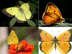 Why Some Butterflies Have Shimmering, Colourful Wings And How They Get It