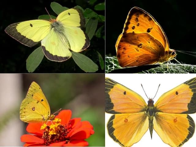 Why are butterflies brightly coloured?