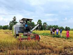 டிசம்பரில் பெய்த திடீர் கனமழையால் மகசூல் வீழ்ச்சி - ஏக்கருக்கு 15 மூட்டைகளே கிடைப்பதாக விவசாயிகள் வேதனை