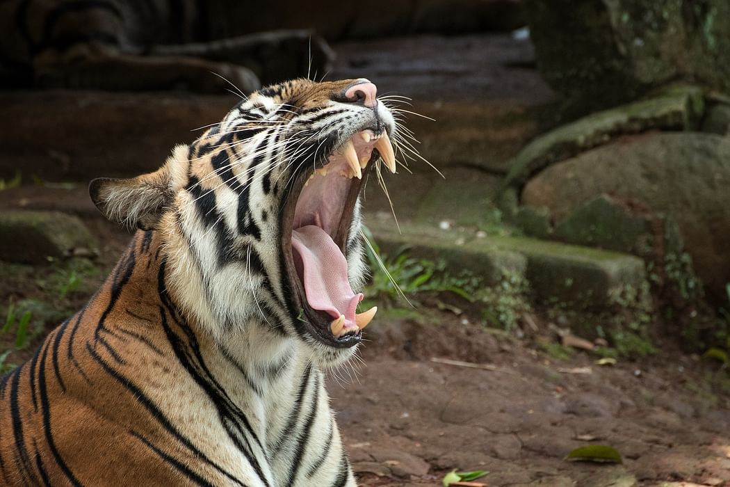 Save Tigers | வனப்பாதுகாவலன்... அழிந்து வரும் புலிகள்... காப்பாற்ற வேண்டியதன் அவசியம் என்ன?