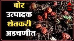 Dhule धुळ्यात ढगाळ वातावरण, बोर पिकाला फटका, शेतकरी चिंतेत