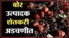 Dhule धुळ्यात ढगाळ वातावरण, बोर पिकाला फटका, शेतकरी चिंतेत