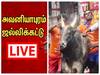 Watch Avaniyapuram Jallikattu LIVE: அவனியாபுரம் ஜல்லிக்கட்டு நேரலை: இடைவெளி இல்லாமல் HD தரத்தில் ABP நாடு Live-இல் பார்க்கலாம்....