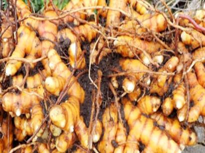 Fresh Turmeric sales for pongal festival in ramanathapuram தமிழர் வாழ்வில் இரண்டர கலந்த பொங்கல் திருநாளும் மஞ்சளும்...!