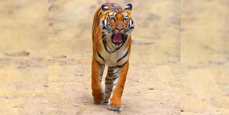 Maharashtra   Nagpur Tiger attack  Unidentified vehicle hits tiger in Nagpur Injured tiger attacks couple नागपुरात अज्ञात वाहनाची वाघाला धडक; जखमी वाघाचा दाम्पत्यावर हल्ला