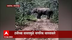 Chaloba, Kolhapur : आजरा-आंबोली रास्ता हत्तीच्या वावरामुळे नागरिक धास्तावले ABP Majha