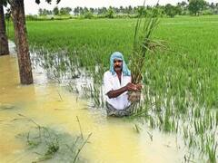 பயிர் நிவாரண நிதி கிடைக்காத விவசாயிகளுக்கு ஓரிரு தினங்களில் நிவாரணம் - தமிழக அரசு