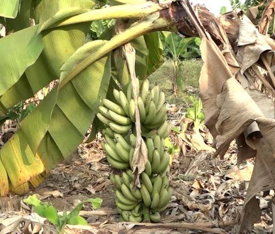 केळी उत्पादक शेतकऱ्यांची चिंता वाढली