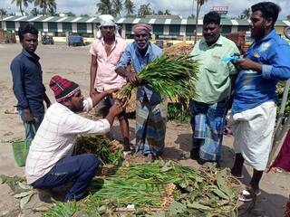 நாளை பொங்கலோ பொங்கல்...! - பானையை அலங்கரிக்கும் மஞ்சள் கிழங்கு விற்பனை மும்முரம்