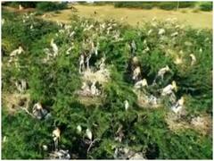 Watch: तमिलनाडु की सेंक्चुरी में देखे गए पेंटेड स्टॉर्क का झुंड, वीडियो हो रहा वायरल