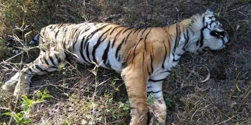 Save Tigers | வனப்பாதுகாவலன்... அழிந்து வரும் புலிகள்... காப்பாற்ற வேண்டியதன் அவசியம் என்ன?