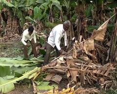 PHOTO : भावच नाही! केळी उत्पादक शेतकऱ्यांची चिंता वाढली; झाडावरच पिकतेय केळी
