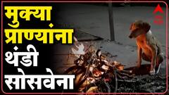 Nandurbar :तोरणमाळा याठिकाणी तापमानाचा पारा 7 अंश सेल्सिअसवर, मुक्या प्राण्यांनी घेतला शेकोटीचा आधार