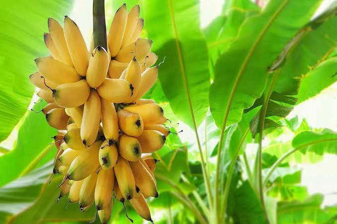 வாழைப்பழ காமெடி தெரிஞ்ச உங்களுக்கு வாழைப்பழத்தோட வரலாறு தெரியுமா ?