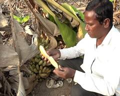 PHOTO : भावच नाही! केळी उत्पादक शेतकऱ्यांची चिंता वाढली; झाडावरच पिकतेय केळी