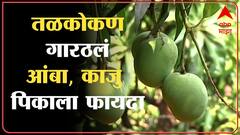 Sindhudurg Cold wave: सिंधुदुर्गातील तापमान 10 अंशांवर, थंडीमुळे आंबा, काजु पिकाला फायदा होणार