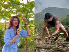 Celebs Organic Farming: Salman Khan से लेकर Shilpa Shetty तक, ये सेलेब्स घर पर उगा रहे आलू-टमाटर