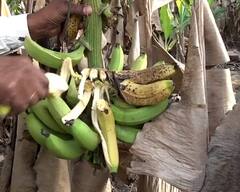 PHOTO : भावच नाही! केळी उत्पादक शेतकऱ्यांची चिंता वाढली; झाडावरच पिकतेय केळी