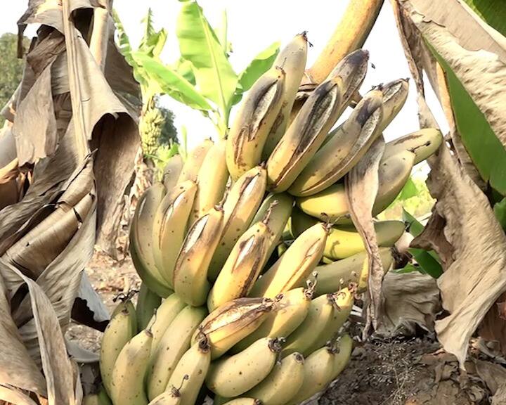 Beed Banana Farming Farmers are worried as bananas are getting lower prices काढायलाही परवडत नाही म्हणून झाडावरच पिकतायेत केळी! शेतकरी हवालदिल; केळीच्या बागा केल्या उध्वस्त