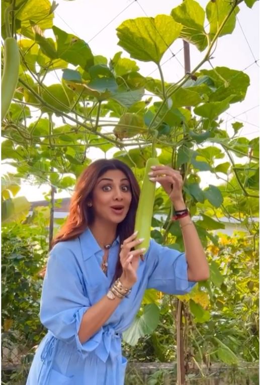Celebs Organic Farming: Salman Khan से लेकर Shilpa Shetty तक, ये सेलेब्स घर पर उगा रहे आलू-टमाटर