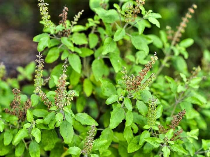 tulsi upay use dry basil leaves to get maa lakshmi blessings and brighten your luck तुलसी की सूखी हुई पत्तियां भी जगा सकती है सौभाग्य, यूं प्रयोग में लाने से होगी धन-दौलत में वृद्धि