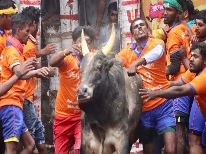 Alanganallur Jallikattu Live:  குலுங்கும் அலங்கை.. இது உலக பிரசித்தி பெற்ற ஜல்லிக்கட்டு... ABP நாடு நேரலை!