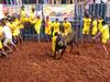 Jallikattu 2022: Tamil Nadu's Famous Bull Taming Sport Kick-Starts With COVID-19 Norms In Avaniyapuram