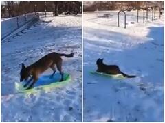 Watch: बर्फ की सफेद चादर पर जुगाड़ लगाकर स्केटिंग करता दिखा डॉगी, सोशल मीडिया पर हो रही तारीफ