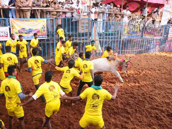 Palamedu Jallikattu Live | பாலமேடு பாய்ச்சலுக்கு தயாரா? இன்றும் இடைவிடாத நேரலை செய்கிறது உங்கள் ABP நாடு... HD தரத்தில் கண்டு ரசிக்க கிளிக் பண்ணுங்க!